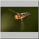 Platycheirus peltatus - Schwebfliege m08.jpg